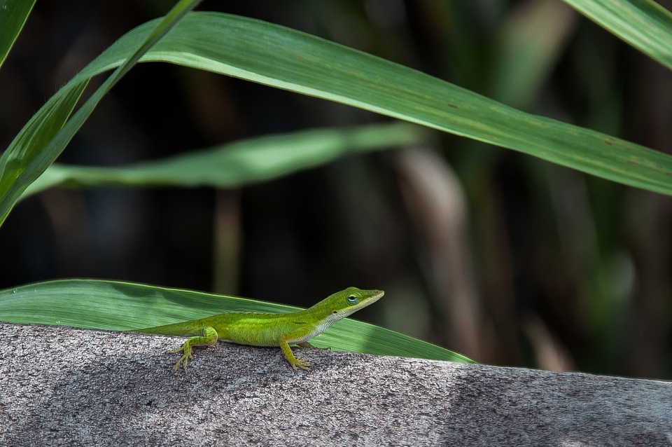 Lizard usa florida