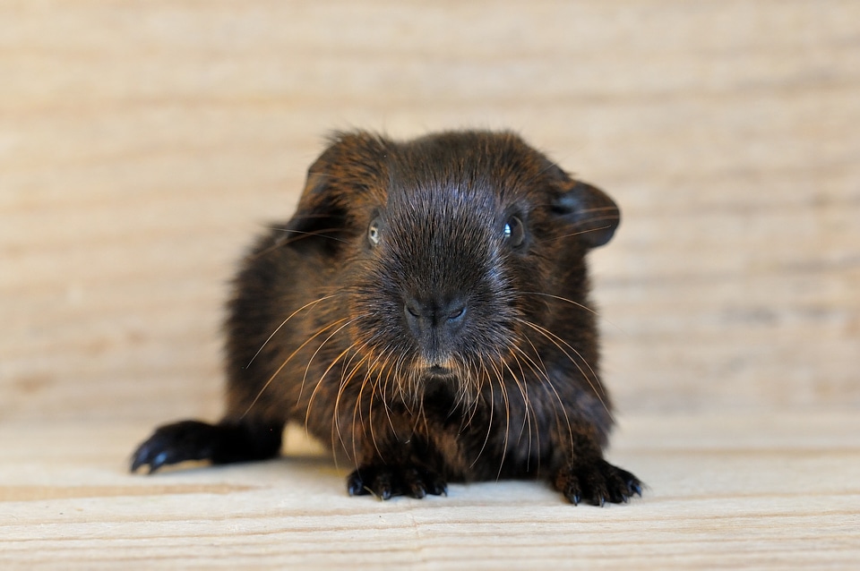 Gold agouti nager close up