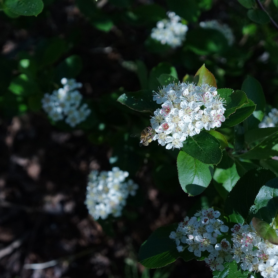 Bee ampianinen plant