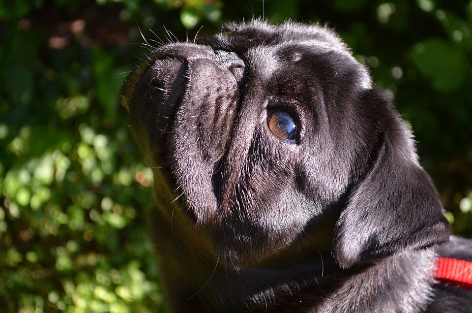Purebred dog lap dog pet