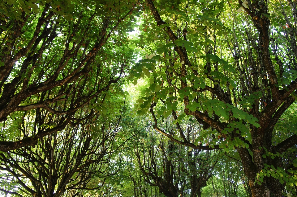 Color shades of green green green