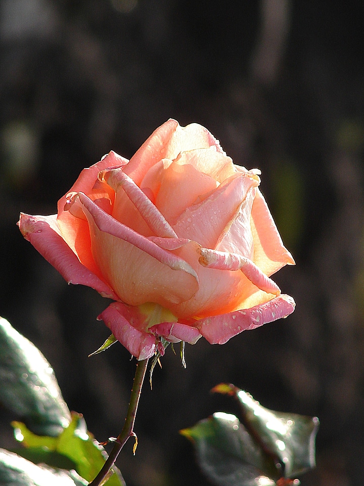 Flower blossom bloom