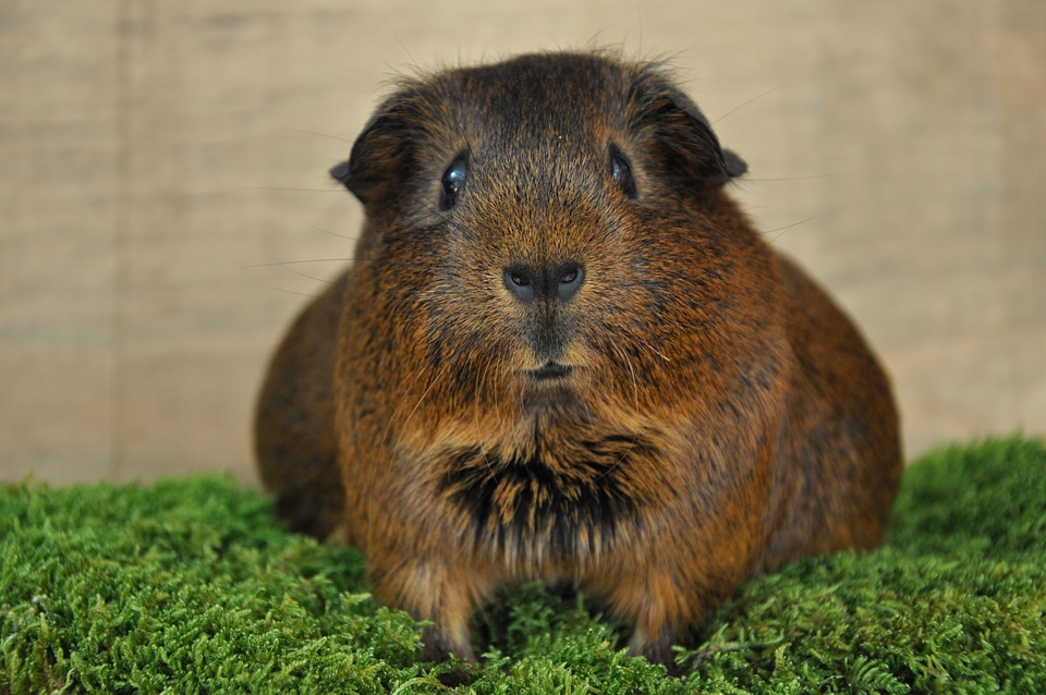 Pregnant rodent pet