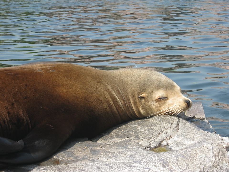 Animals posing lazing around