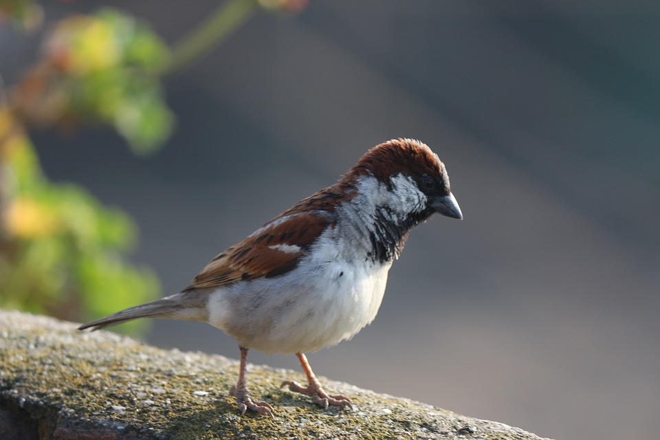 Male passerine fauna