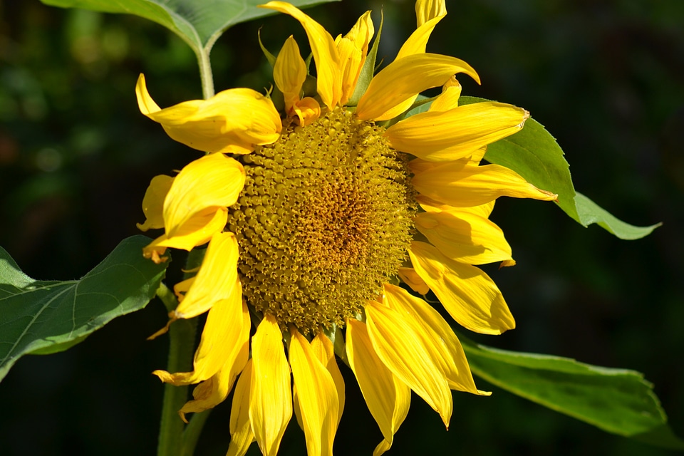 Helianthus annuus plant summer
