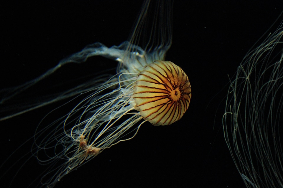 Cnidaria nature wild photo