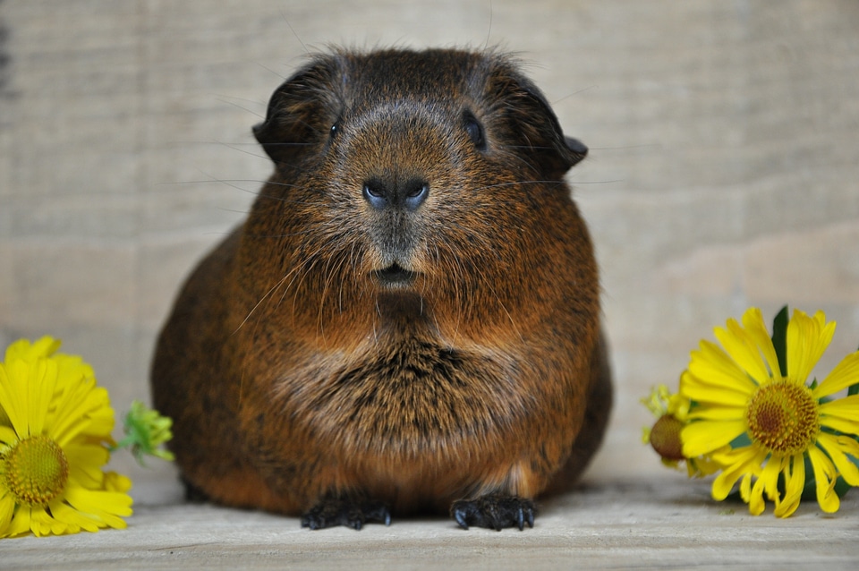 Rodent flowers pet
