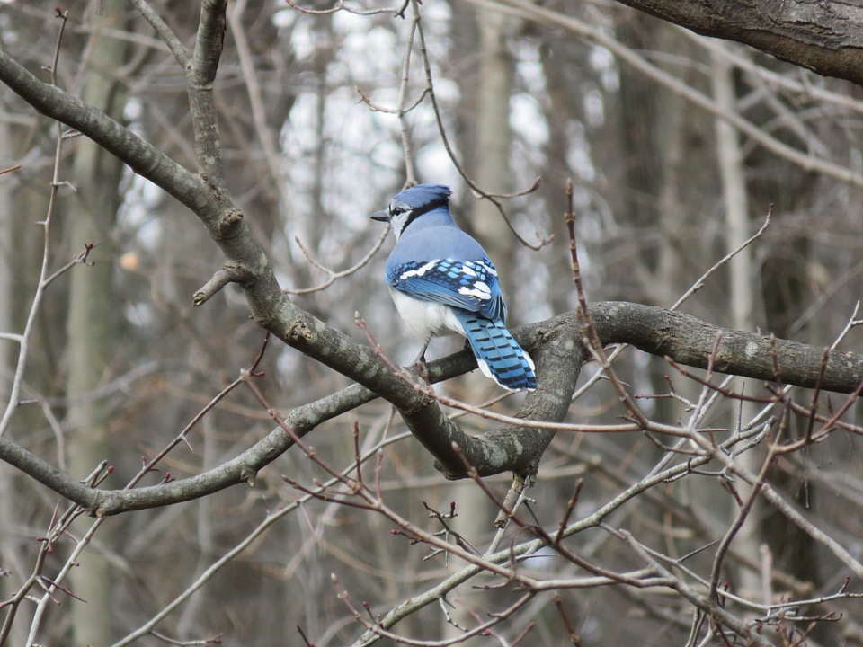Trees bird bluejay