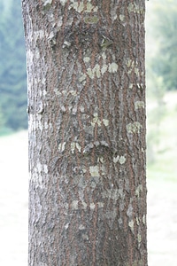 Aspen aspe agrimony
