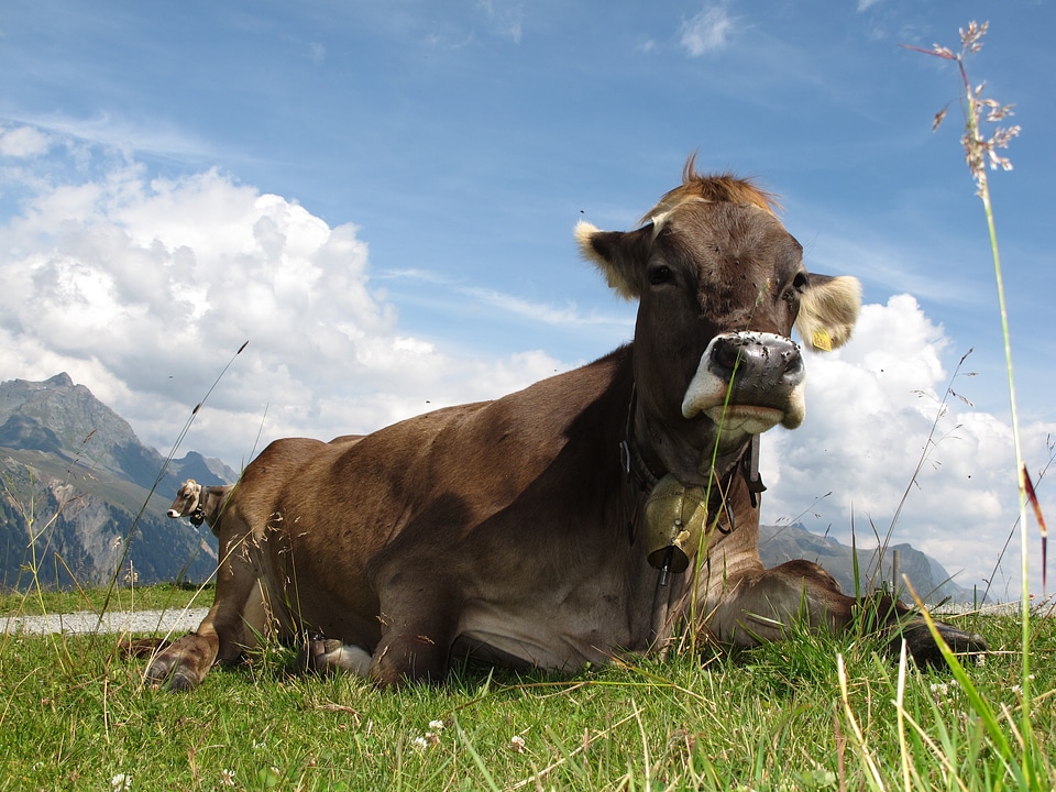 Graze dairy cows alm