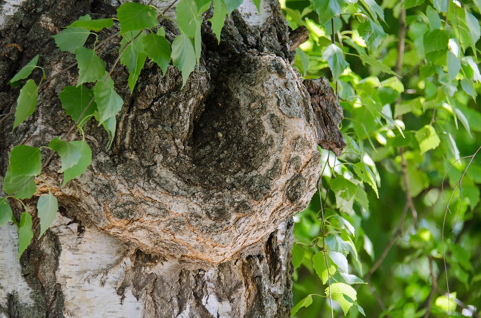 Trunk birch bark outgrowth