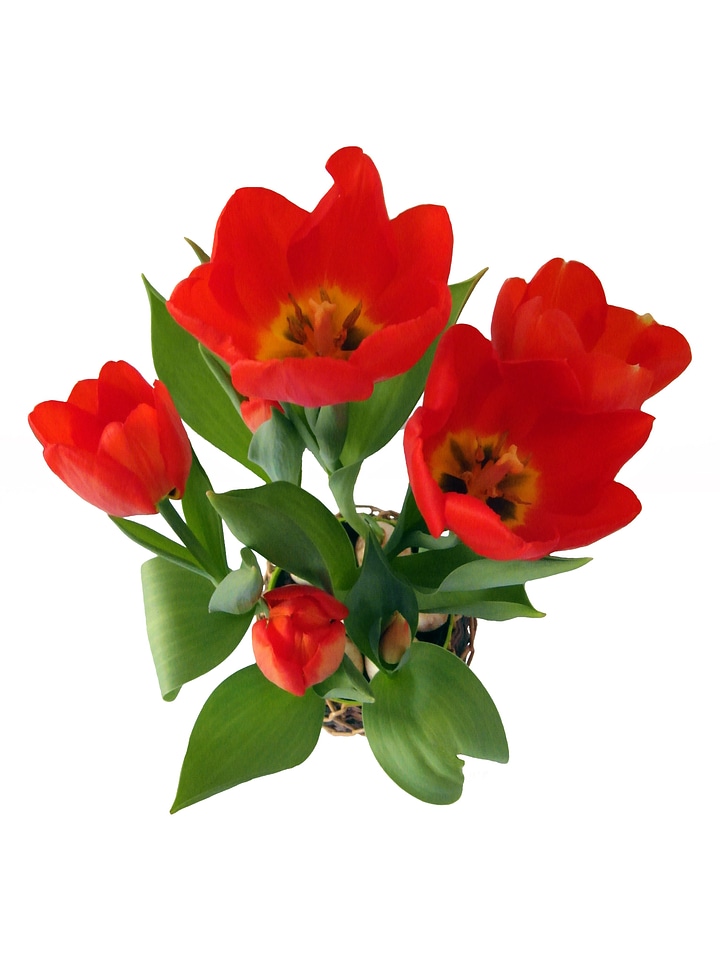 Flower strauss blossom