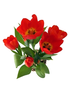 Flower strauss blossom