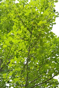 Tree green aspen photo