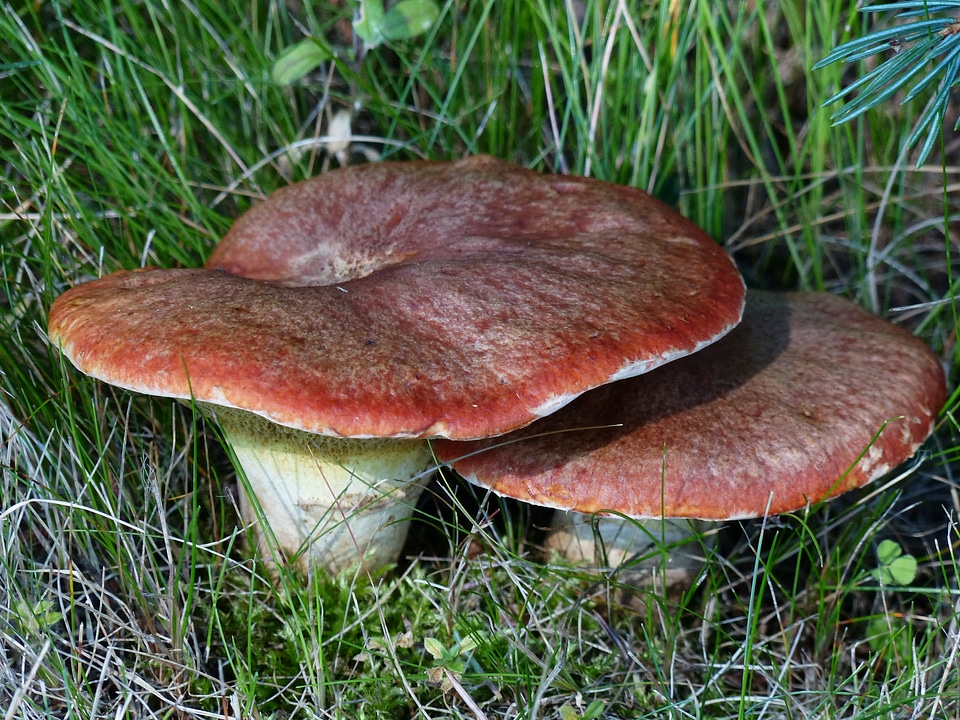 Season close-up cluster