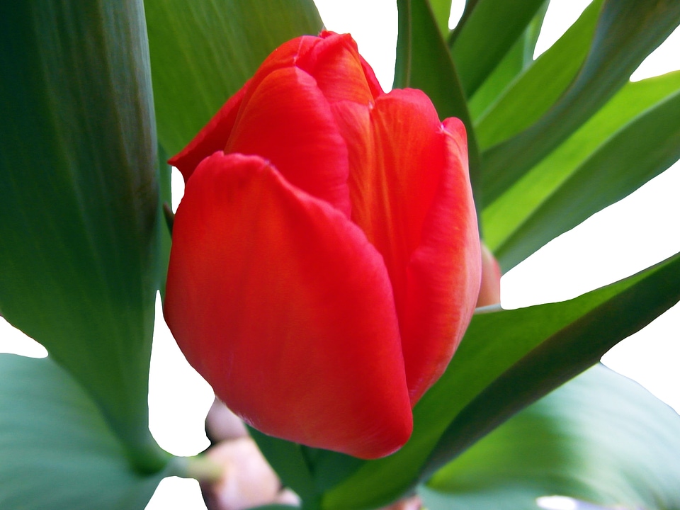 Flower strauss blossom