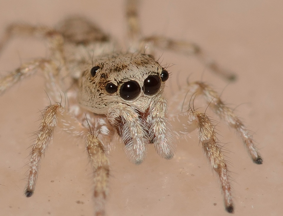 Spider predator macro