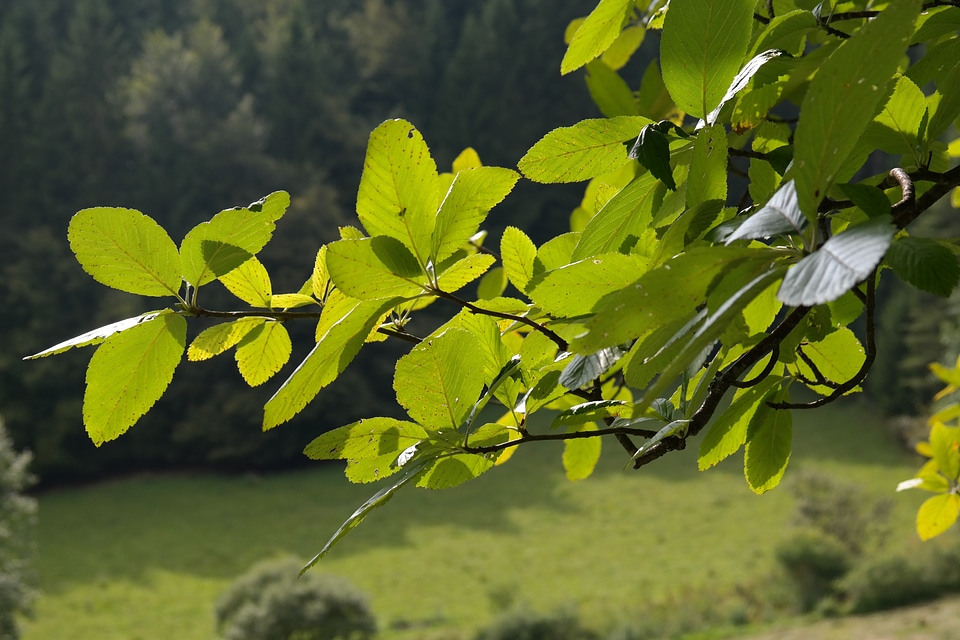 Green real whitebeam sorbus aria