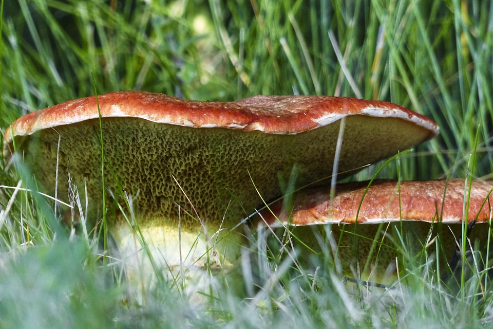 Season close-up cluster