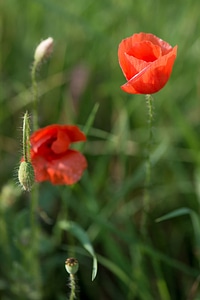 Leaves meadow nature photo