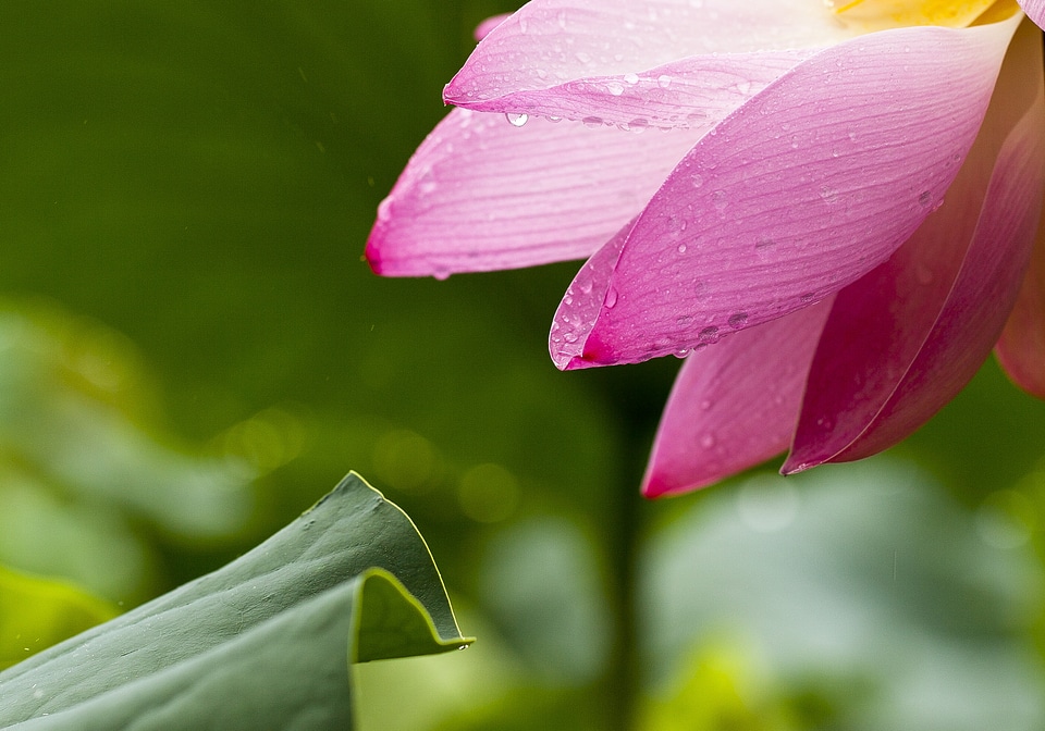 Lotus leaf pink goods