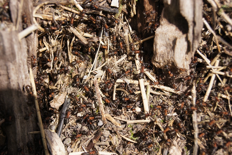 Wood ant nature insect