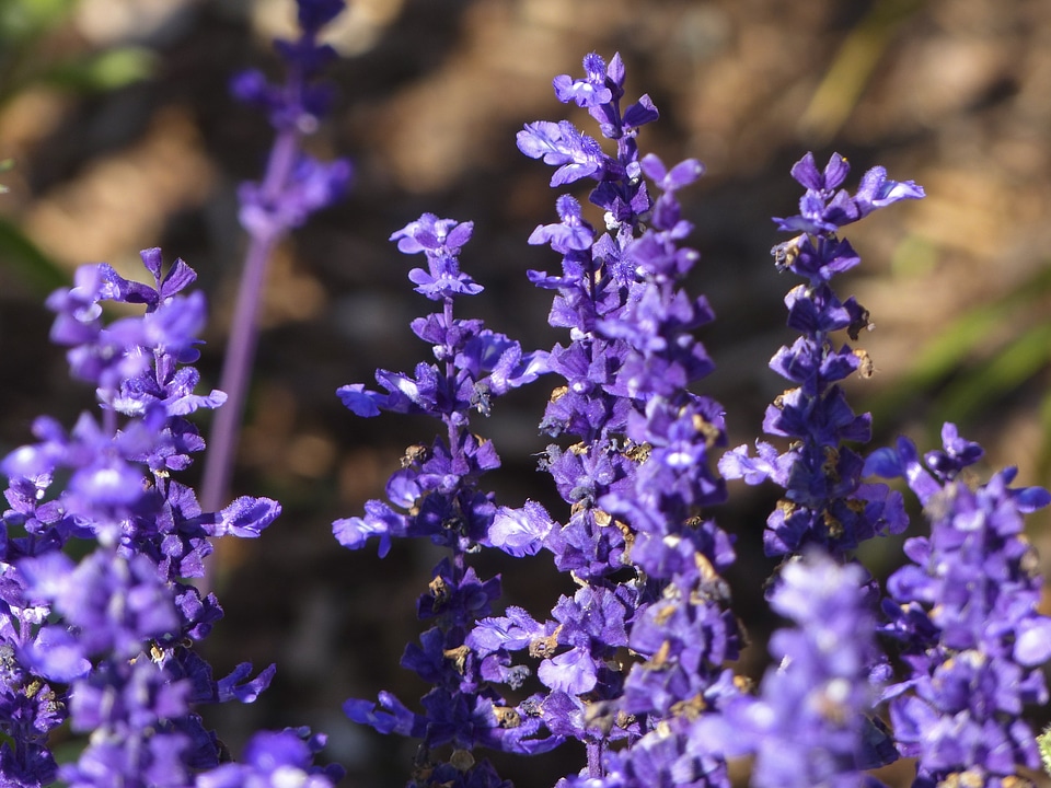 Garden nature bunch