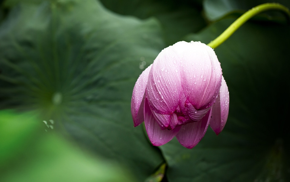 Nature flowers greenness