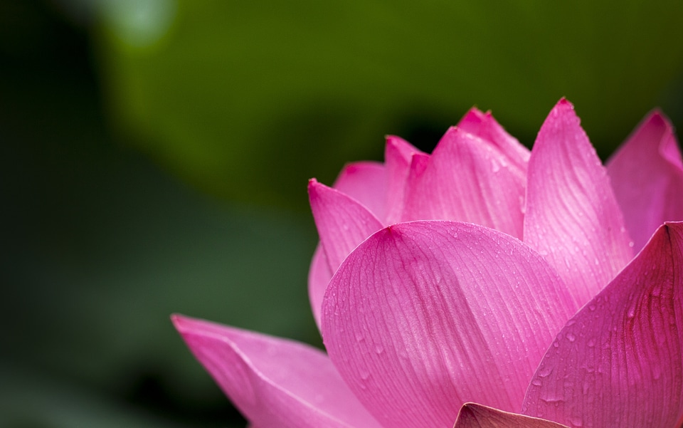 Pink nature flowers