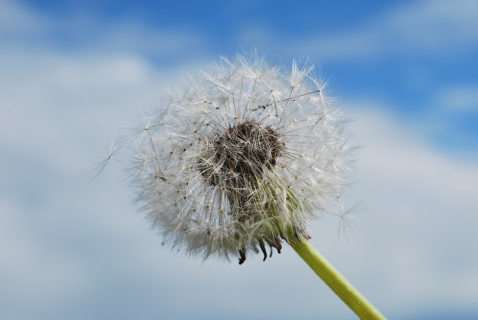 Flower wind nature