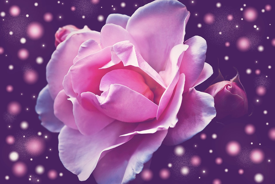 Blossom bloom greeting card