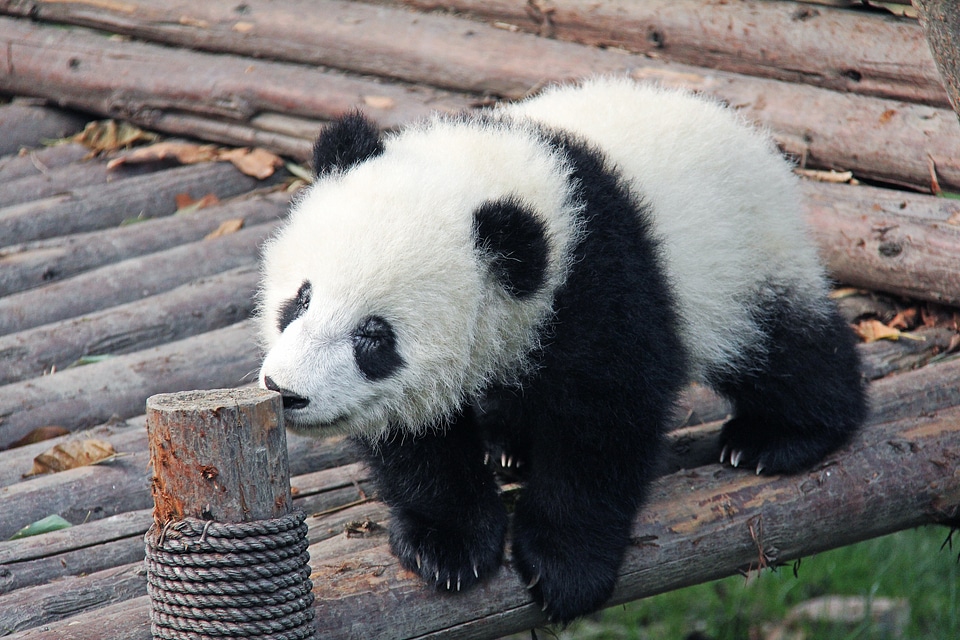 Panda research base animal