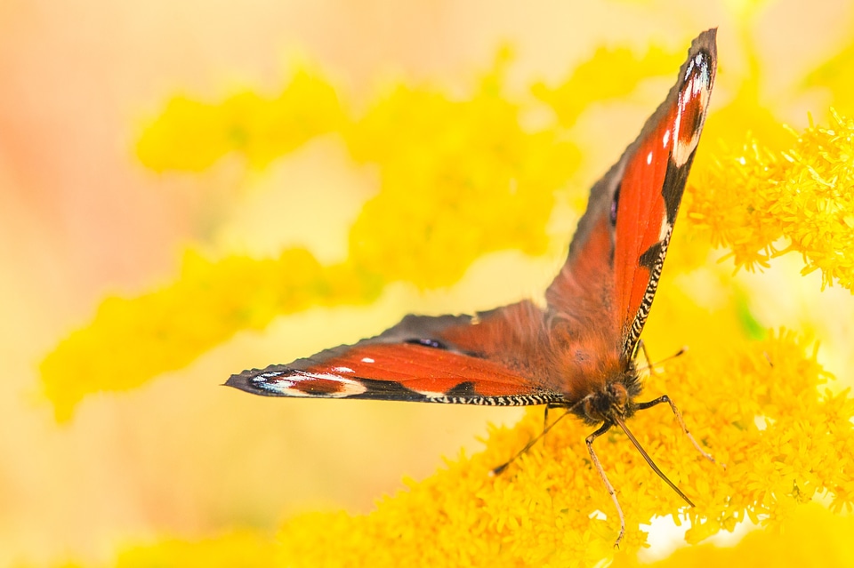 Red insect close up