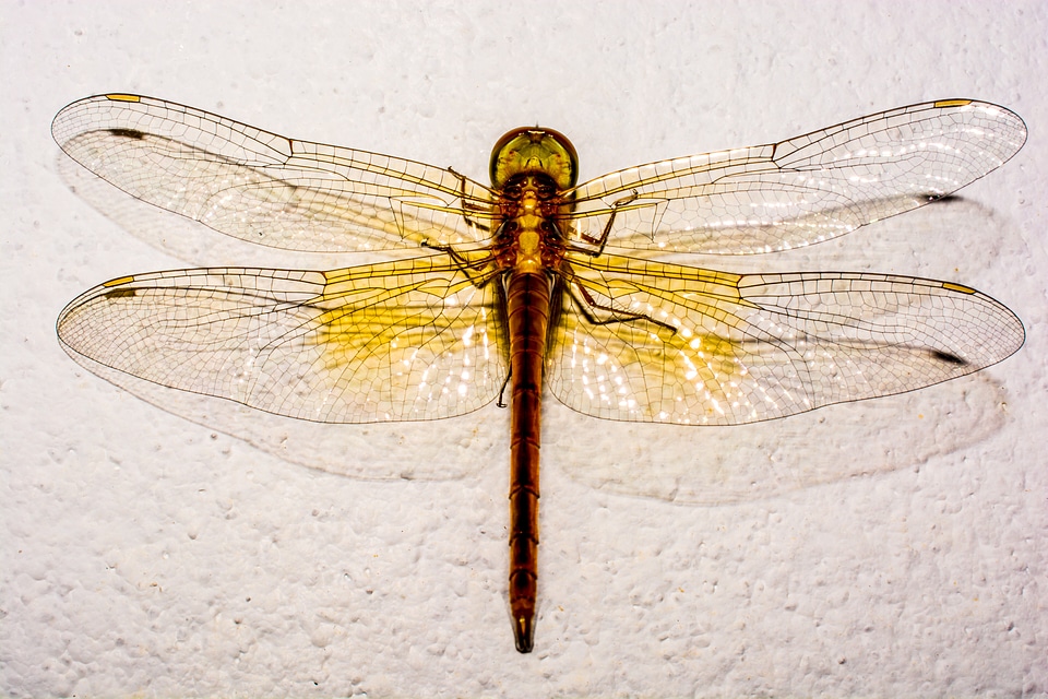 Close up wing chitin