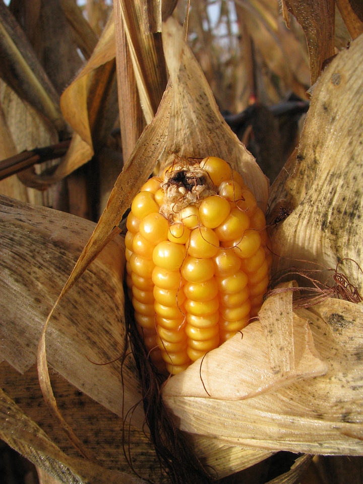 Money corn kernels fodder maize
