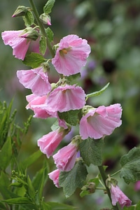 Pink hollyhock bloom rose photo