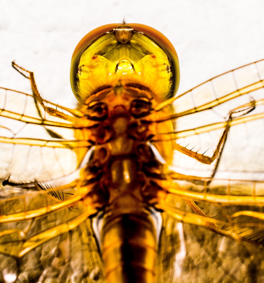 Close up wing chitin