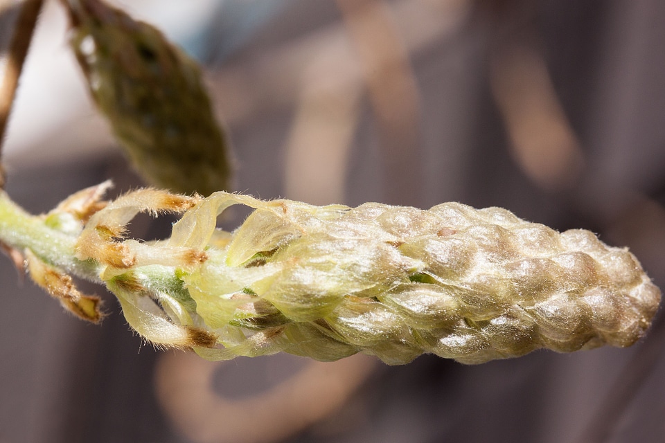 Glycinen ticular inflorescence