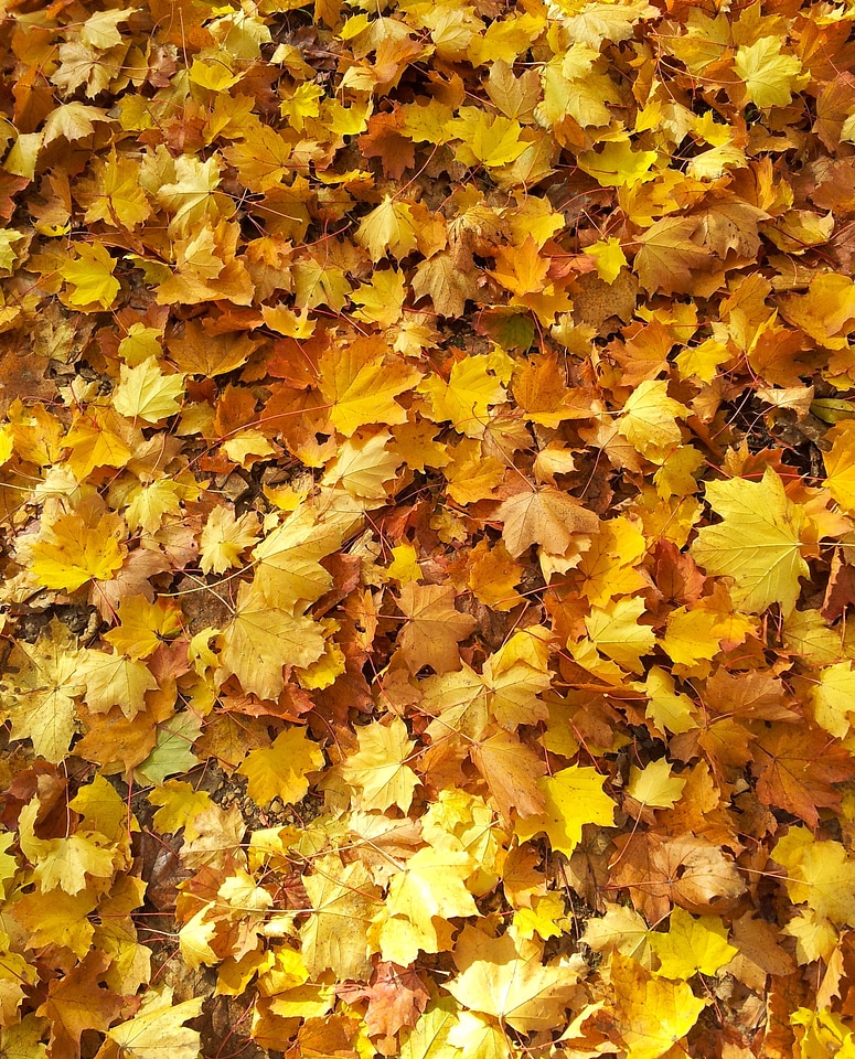 Golden golden october sheet rain