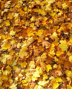 Golden golden october sheet rain