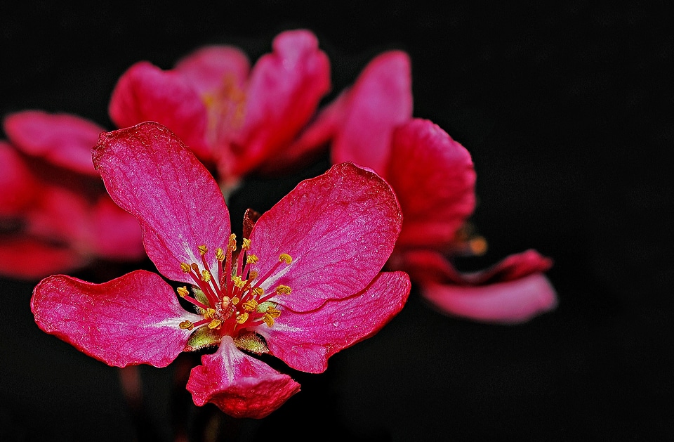 Nature wild macro