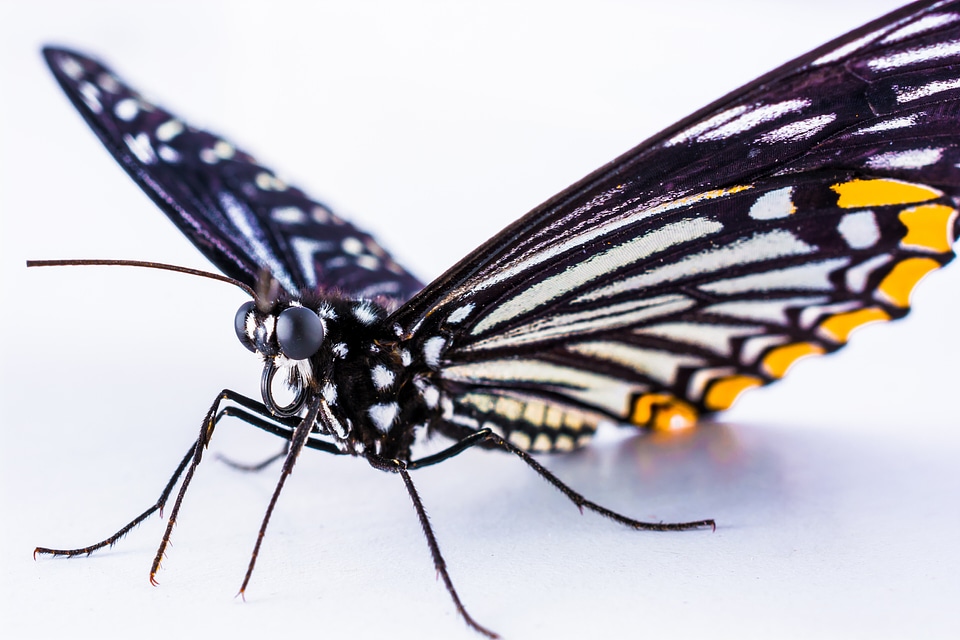Butterfly insect close up