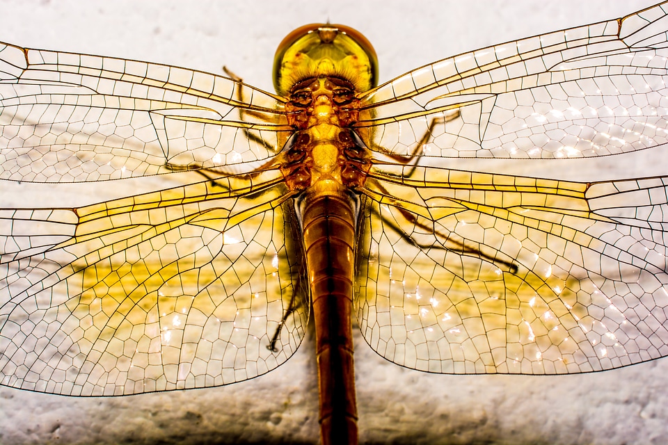 Close up wing chitin
