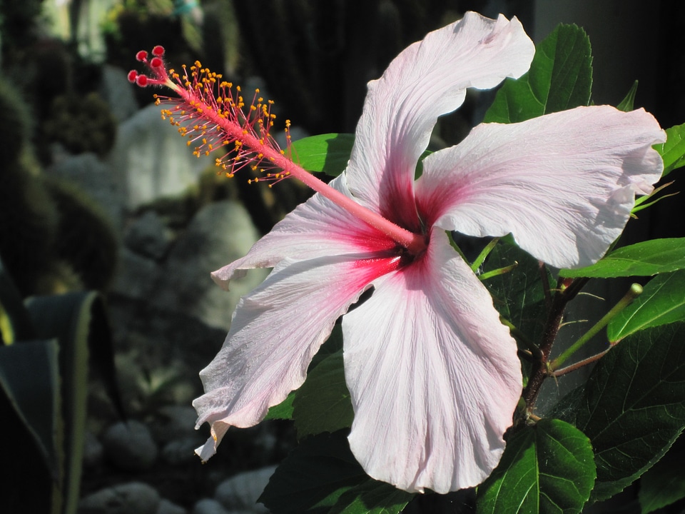 Hibiscus blossom bloom