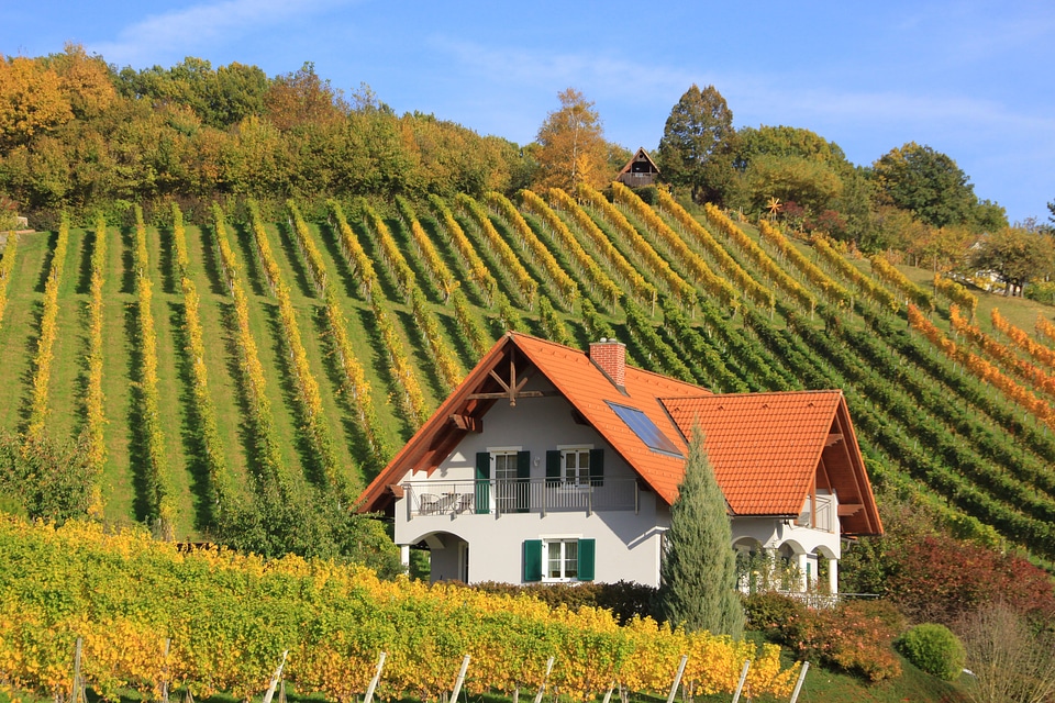 Landscape nature wine