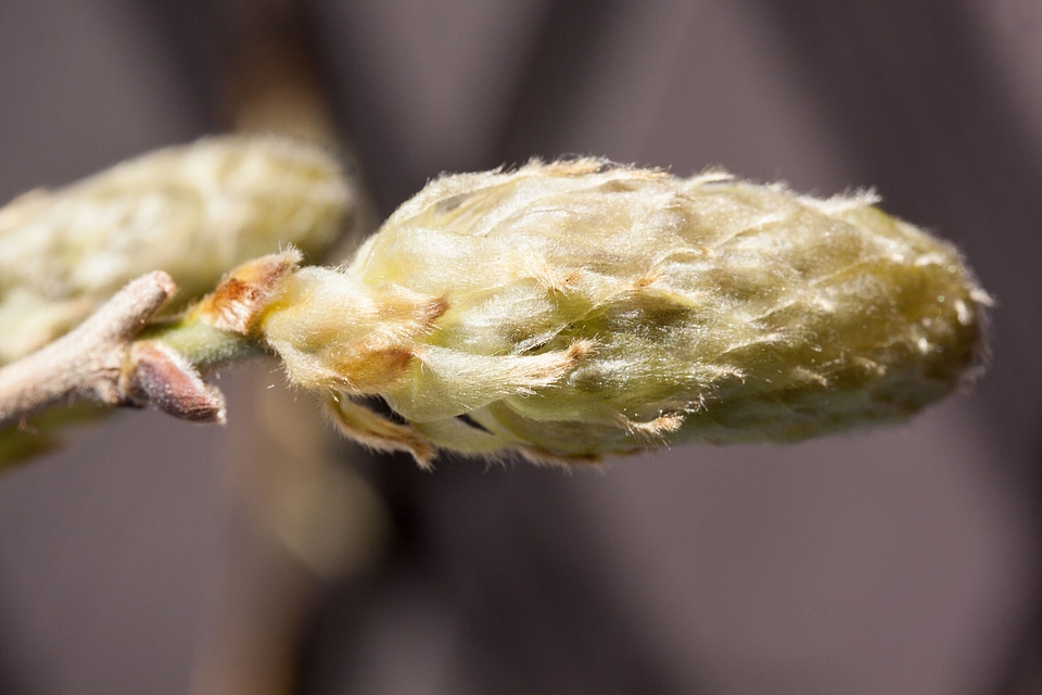Glycinen ticular inflorescence
