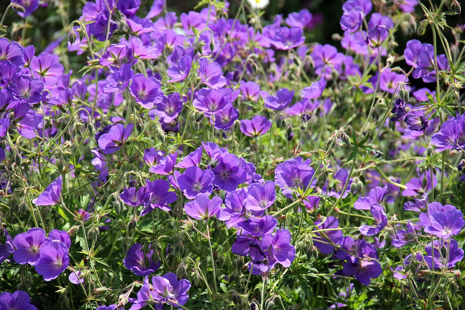 Flower flowers plant