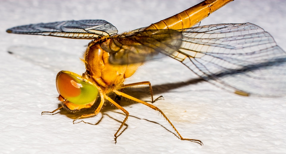 Close up wing chitin photo