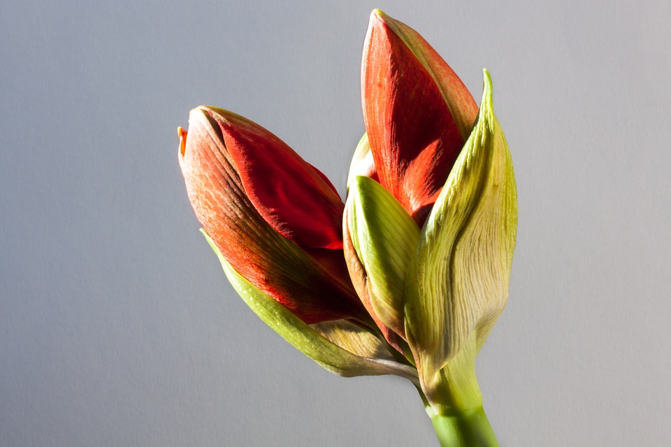 Flower plant botany